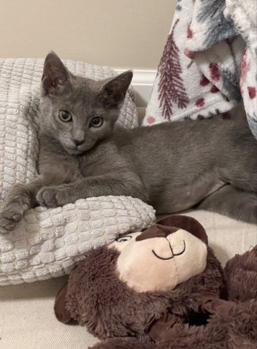 Fetita albastru de rusia