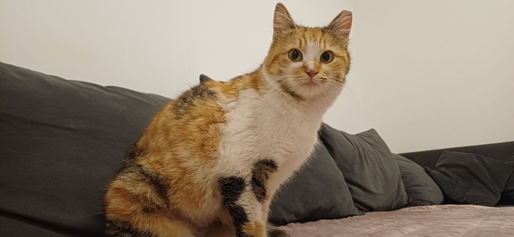 Adopție responsabilă – Ciocârlica își caută ACASĂ