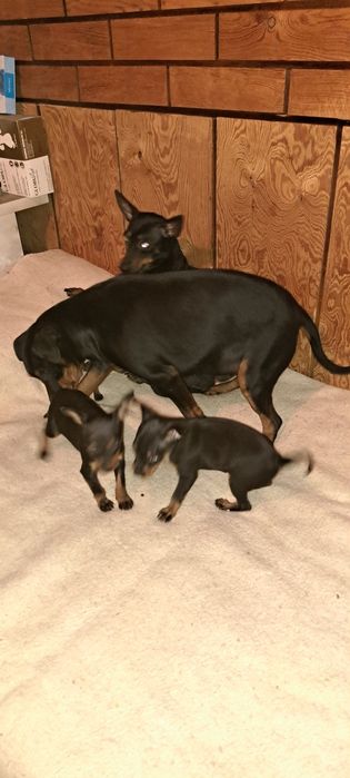 Пинчер  с БГ ПАСПОРТ