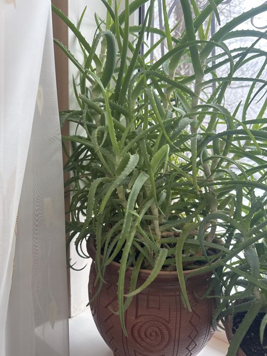 Продаю комнатные растения