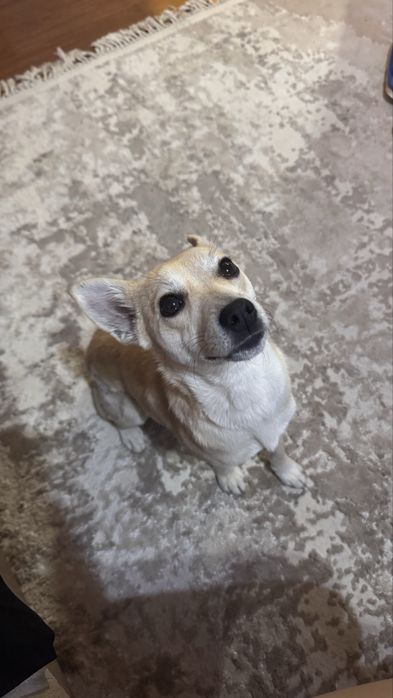 Булочка ищею любящую семью