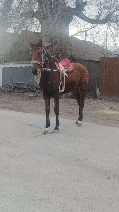 Продаю  таичика 1.5