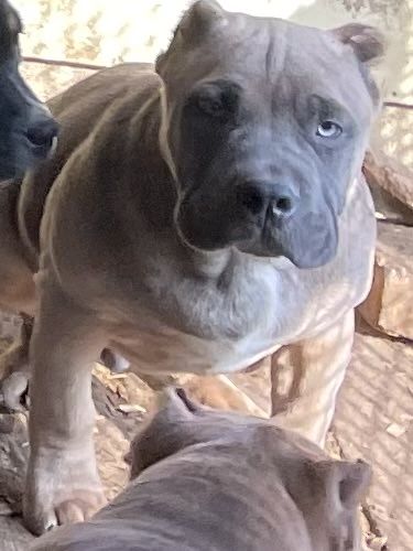 Щенки американский булли