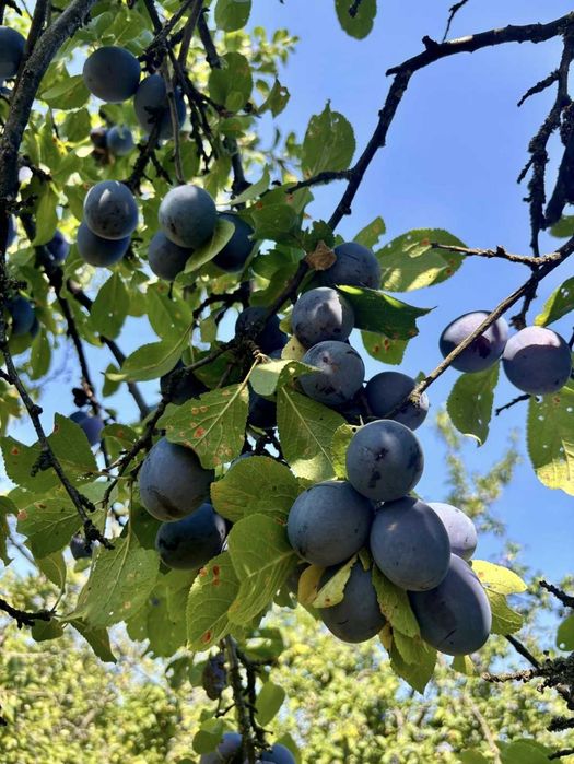 Vand prune de tuica