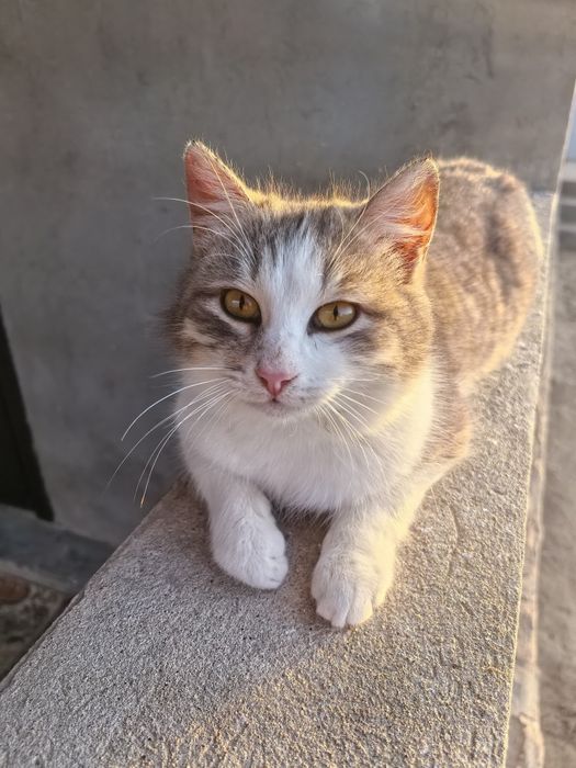 Кошка (Мужская) милый