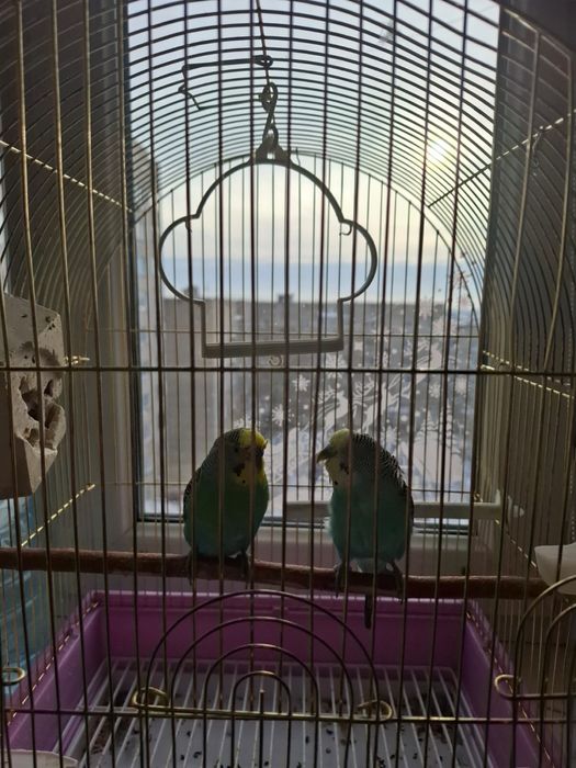 Продам попугаев двоих