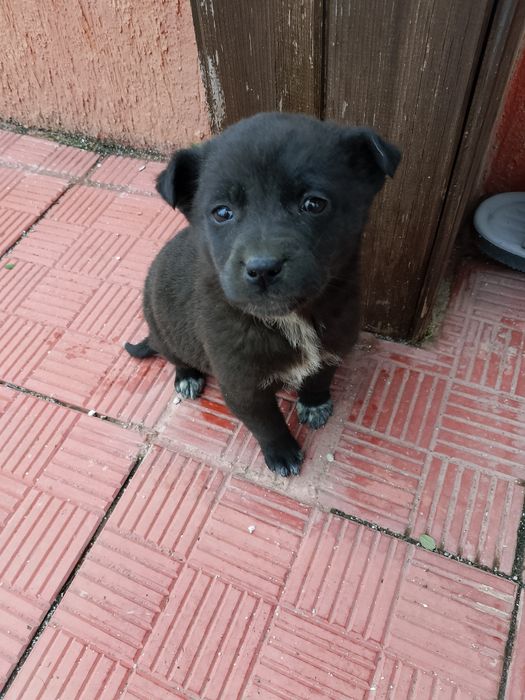 Подарявам кученца