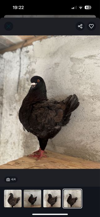 Vand sau schimb  King serie noua exemplare deosebite