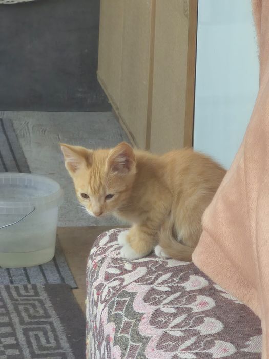 Отдам котят в хорошие руки
