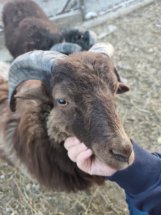Продавам две мини овце
