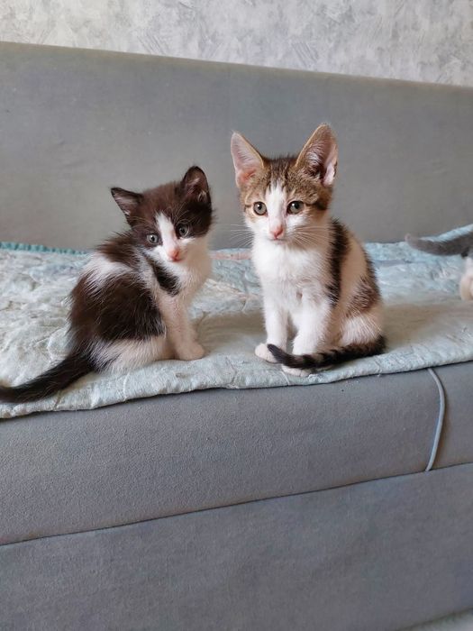 Отдам котят в добрые руки