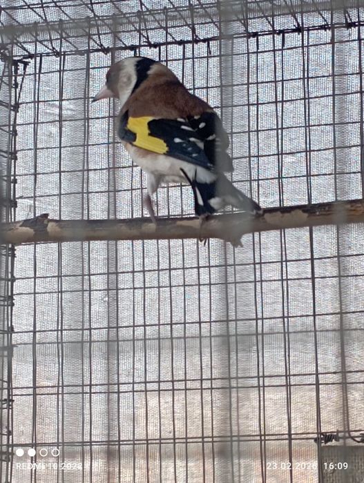 Кокил савала бор.