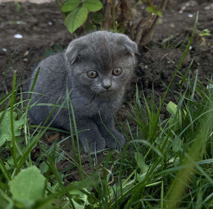 Продаются котята 2мес.