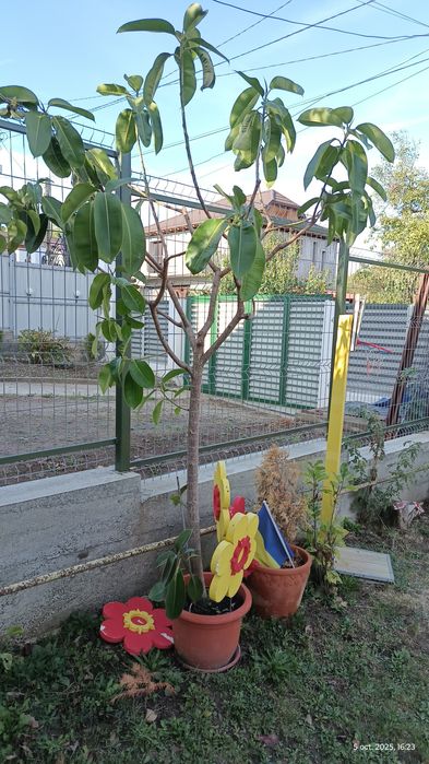 Vând urgent ficus de 13 ani, aprox. 2.30m înălțime