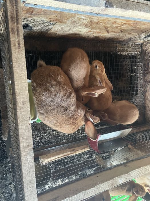 Продажа крольчат