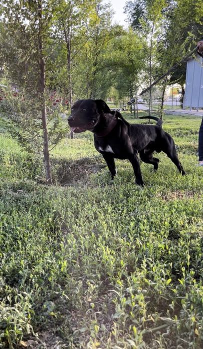 Вязка пит буль рр