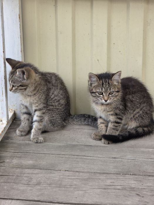 Отдам даром котят