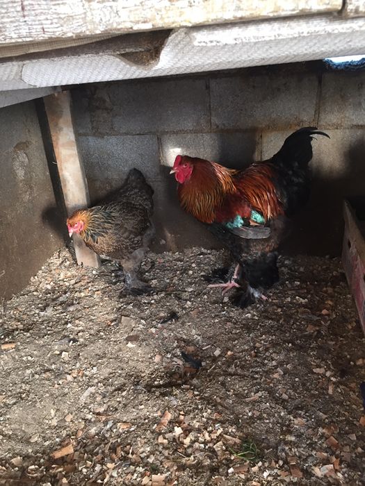 Инкубационные яйца Брама