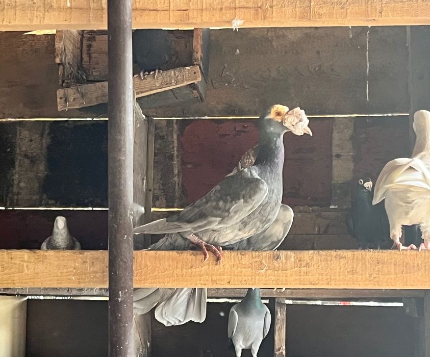 Porumbei voiajori germani de frumusețe