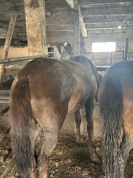 Жас биелер, байталдар сатам