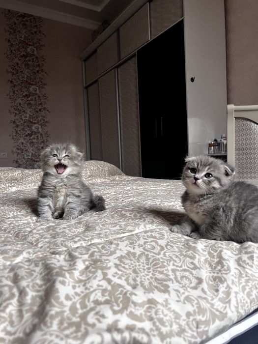Кошки милые Скоттиш фолд Британский