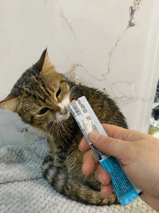 Кошечка в добрые руки