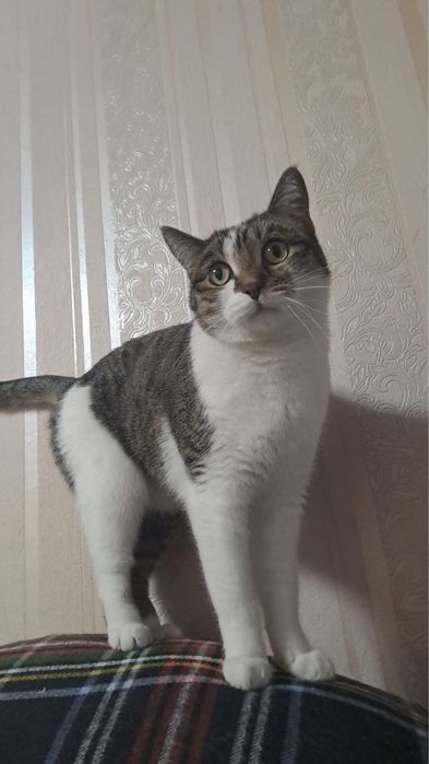 Отдам в добрые руки