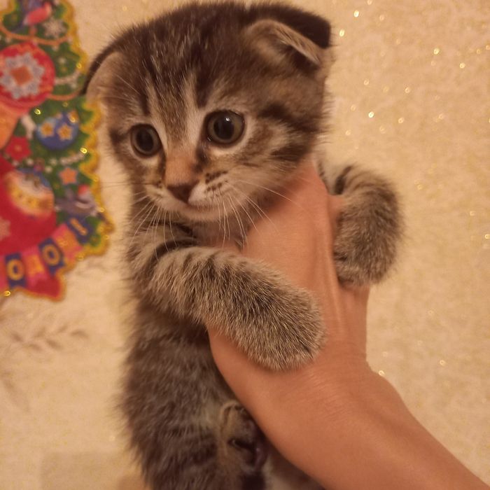 Вислоухий котёнок 1 мес{ дев}