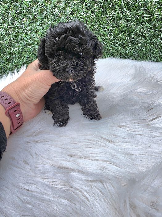 Пудел  момче с документ за произход