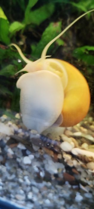 Охлюви Ампулария