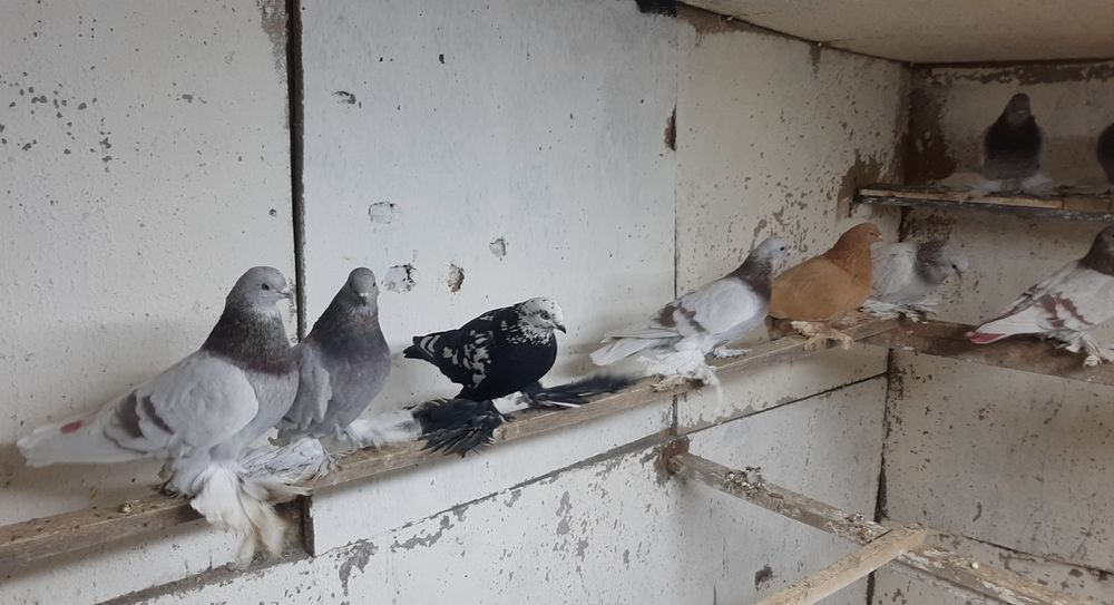 Продам игровых голубей