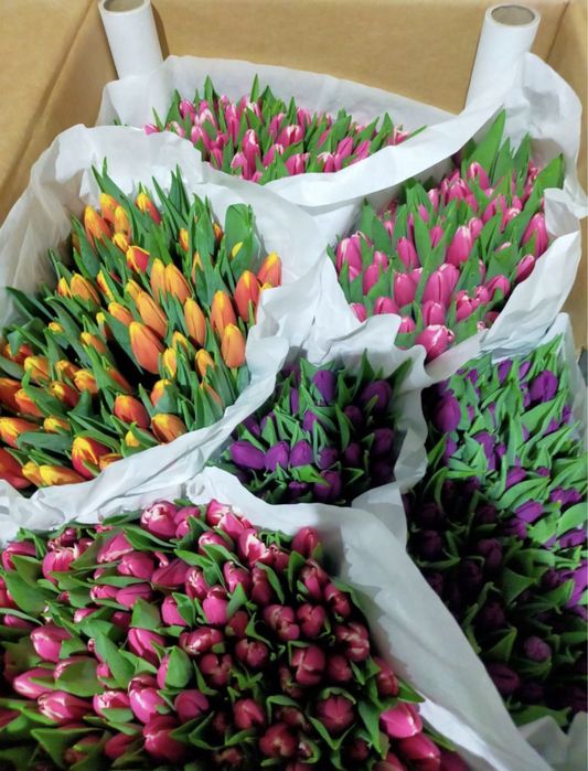 Продам тюльпаны