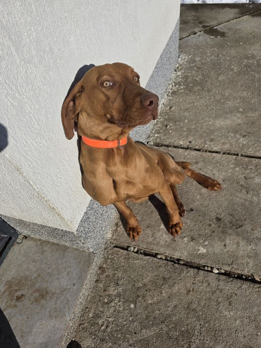 Vizsla maghiară mascul