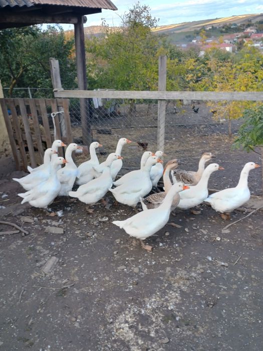 Gaste tinere și rate taranesti de vanzare