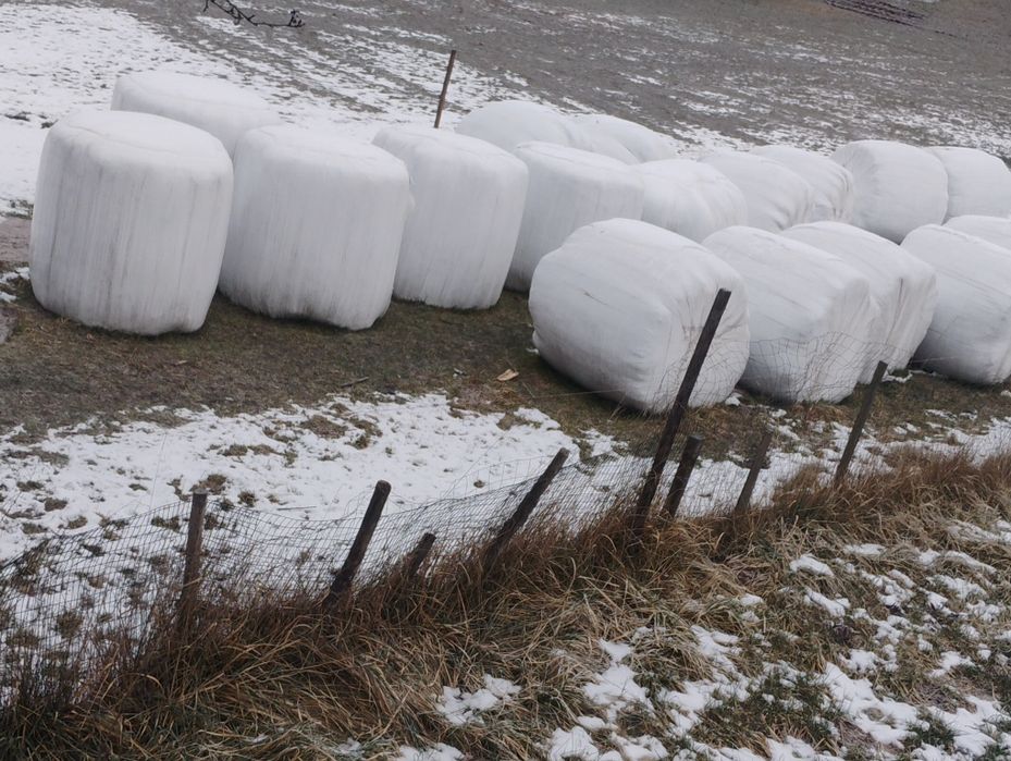 Baloți 125x125 lucernă verde sau fîn verde