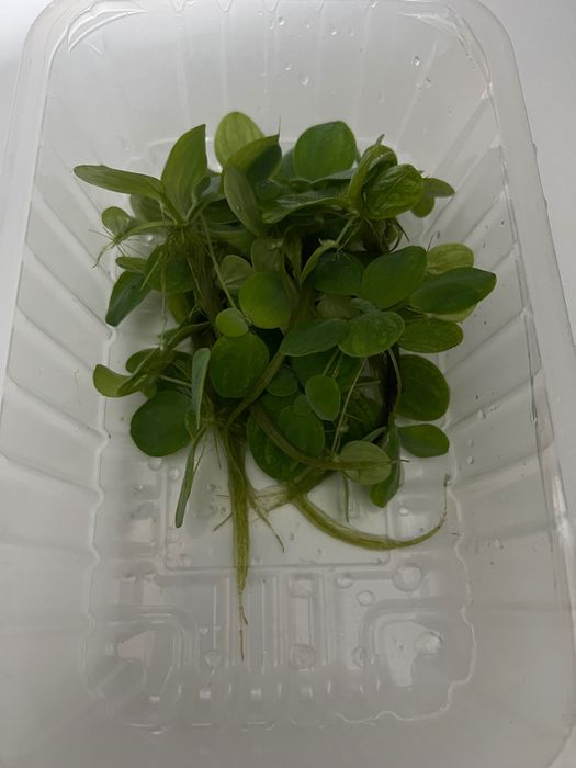 Plante acvariu de suprafață