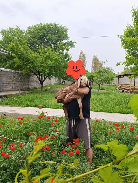 АРАШАНГА+ Ишкибозлар сотувда бор.