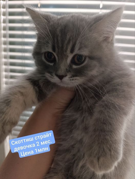 Продаётся котёнок скоттиш фолд девочка.