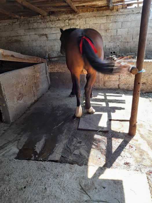 Vând iapa de 6 ani gestanta
