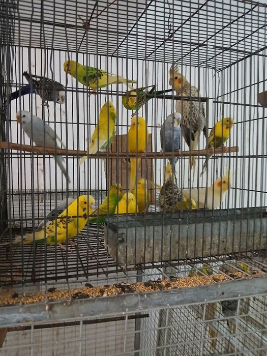 Vând   papagali  peruși  ,nimfe, micul Alexandru  pui inelati 2025