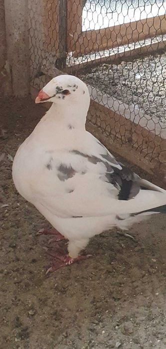 De vânzare cauta casă noua