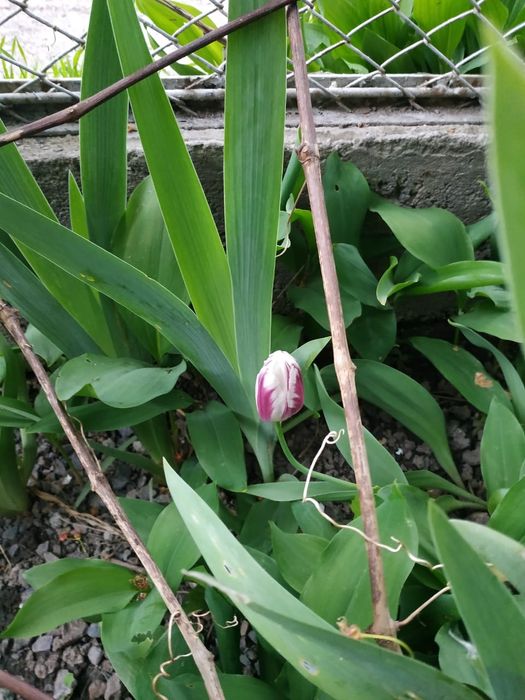 Тюльпаны - луковицы