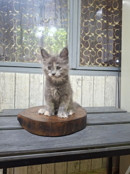 Котята породы Мейн-кун