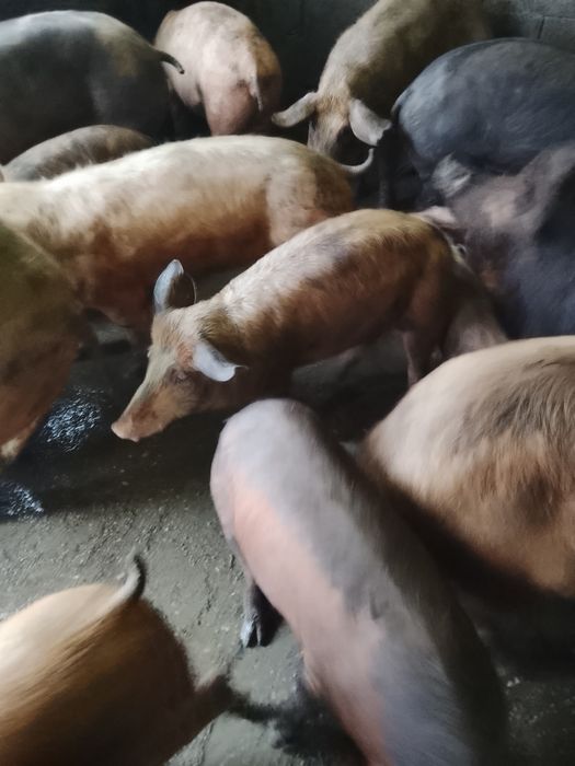 Se vinde pt cei interesati