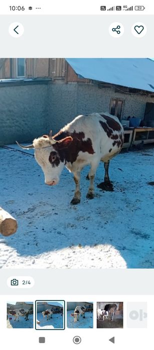 Vacă tânără bălțată românească