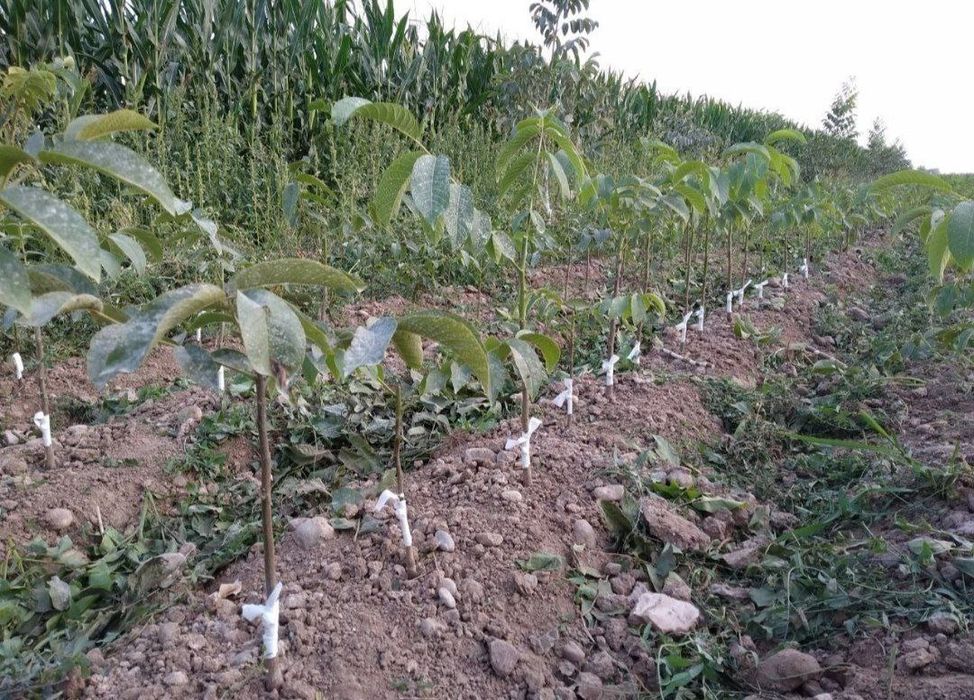 Karlik yong'oq kafolatli