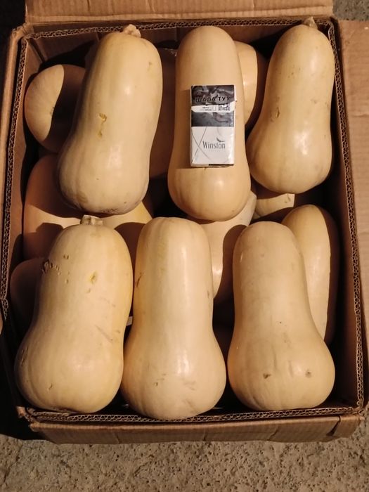 Тыква. Асқабақ..