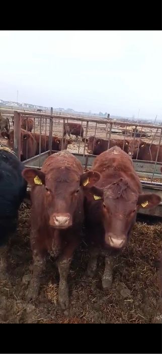 Vand lot 24 de vitele Angus