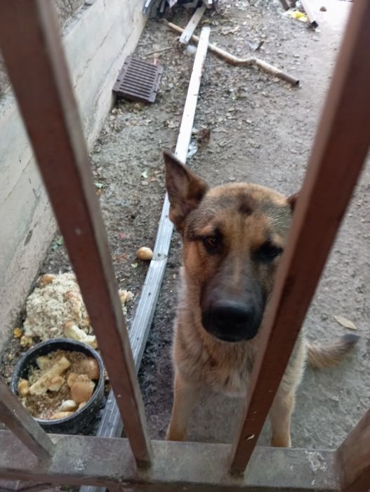 Овчарка европейский