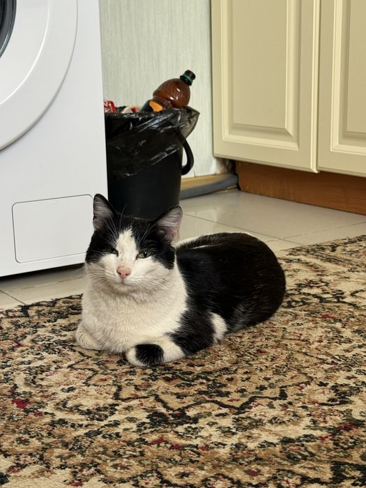 Кот в добрые руки